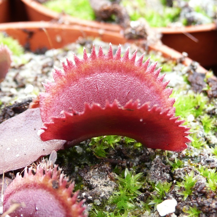 Venus Flytrap 'Scarlet Bristle'