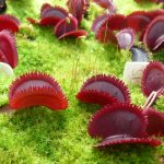 Venus Flytrap 'Scarlet Bristle'