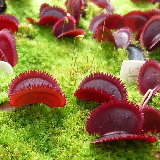 Venus Flytrap 'Scarlet Bristle'