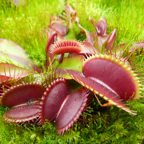 Venus Flytrap 'Royal Red'