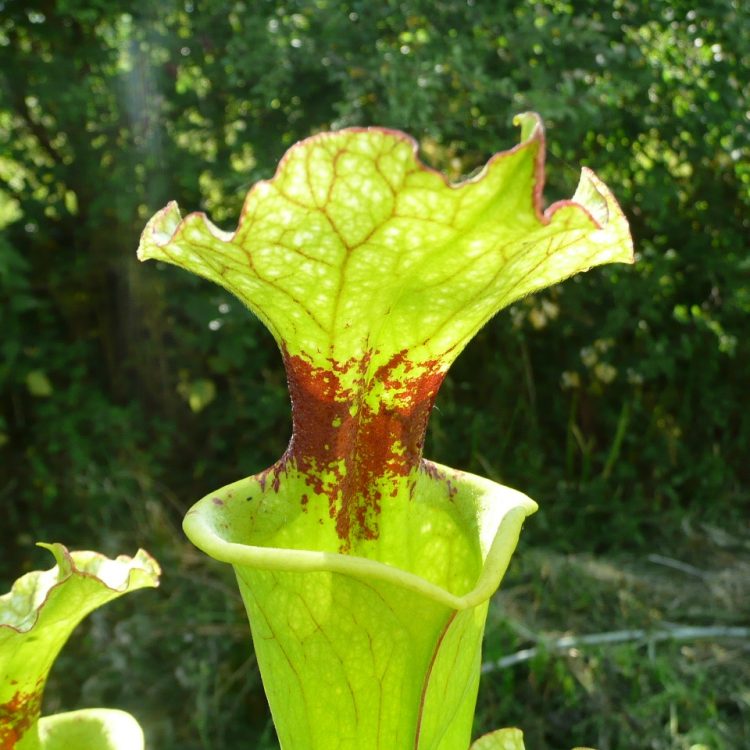 Sarracenia 'Brooks Hybrid'