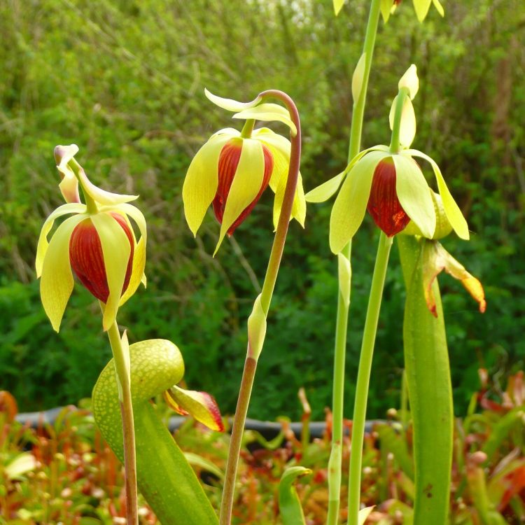 Cobra Lily - Darlingtonia californica