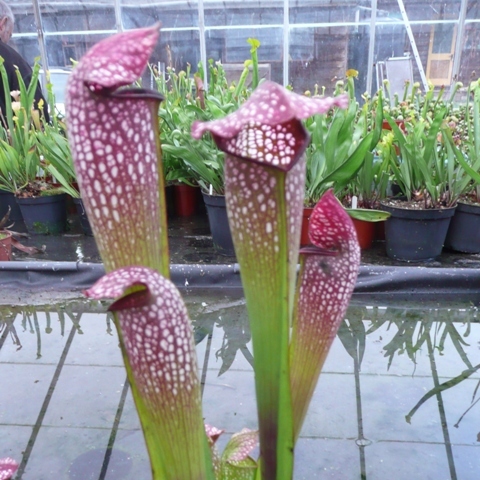 Sarracenia x excellens Giant form