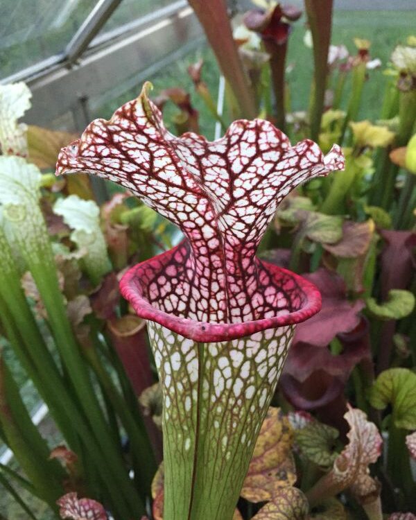 Sarracenia oreophila x leucophylla