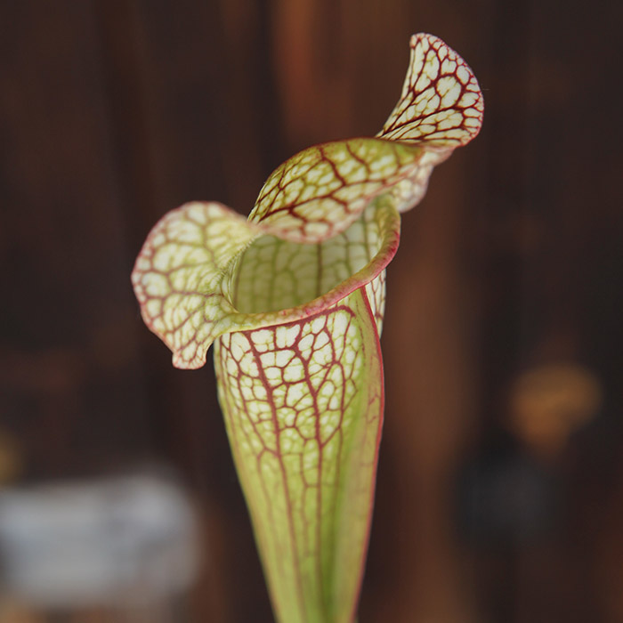 Sarracenia 'Umlanftiana'