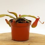 Nepenthes 'Bloody Mary'