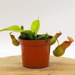Nepenthes Gaya