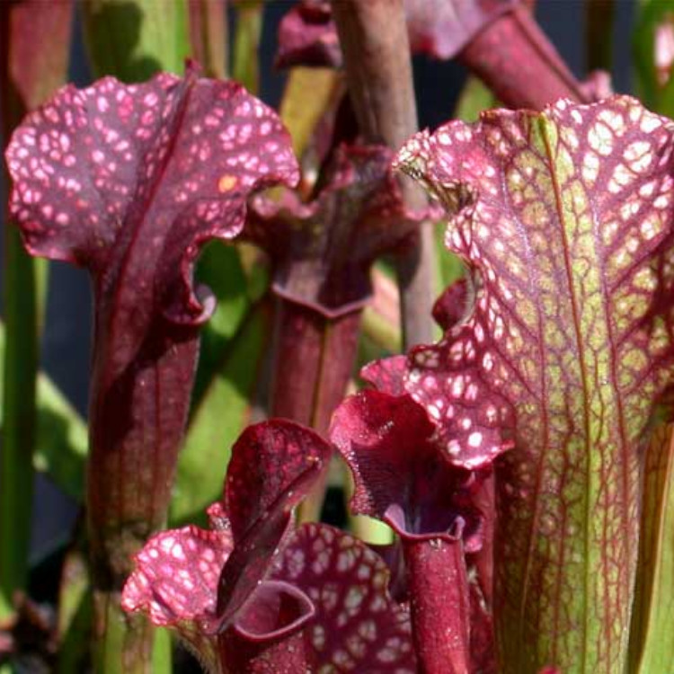 Sarracenia 'Judith Hindle'