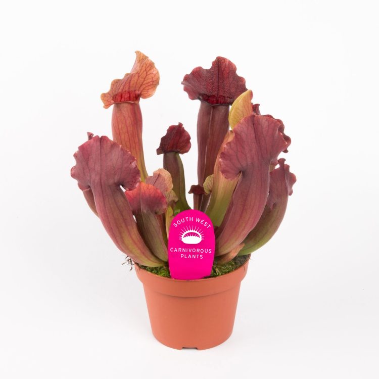 Sarracenia x 'Maroon'