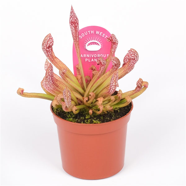 Sarracenia 'Scarlet Belle'