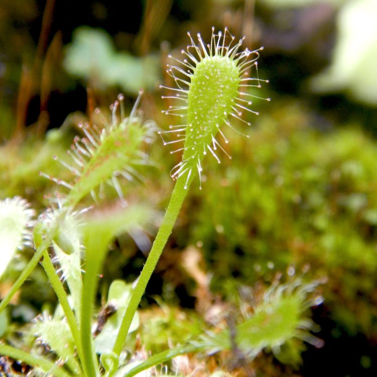 Drosera nidiformis