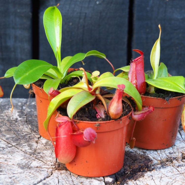 Nepenthes Collection