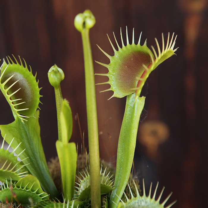 Venus Flytrap 'Dingleys Big Vigorous'
