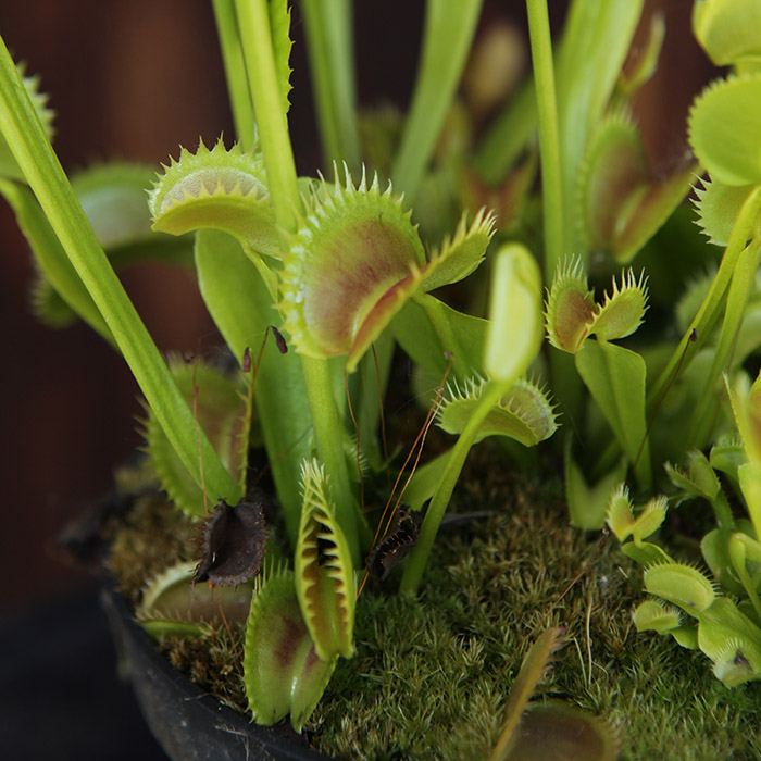 Venus Flytrap 'Great White Shark'