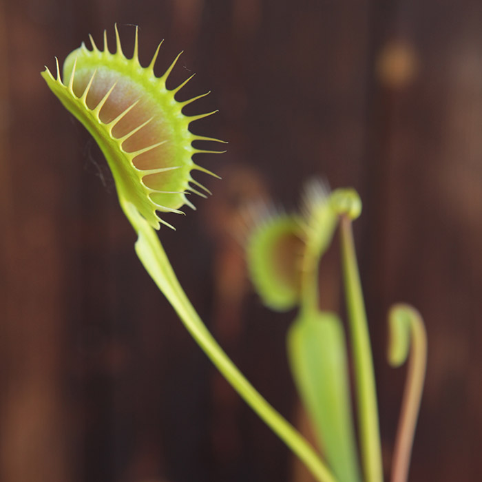 Venus Flytrap 'Leon'
