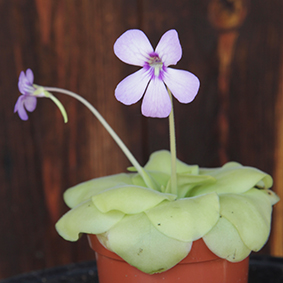 Pinguicula 'Tina'