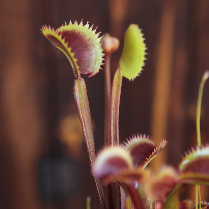 Venus Flytrap 'Red Piranha'