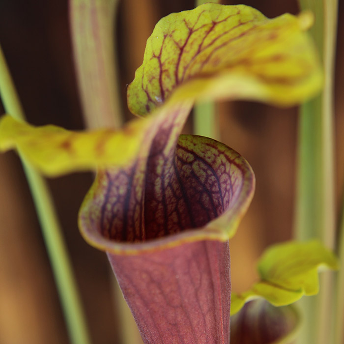 Sarracenia alata red tube x flava red tube