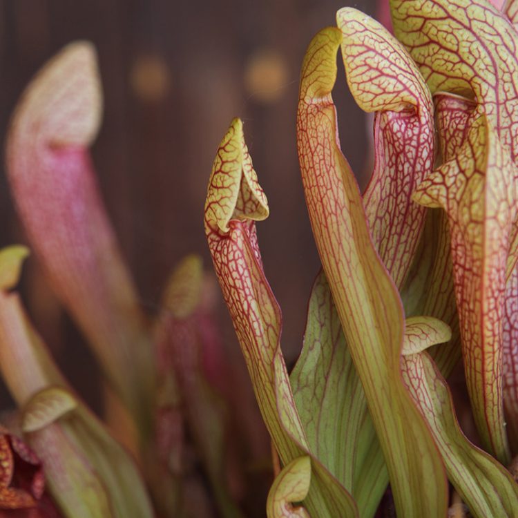 Sarracenia 'Dixie Lace'
