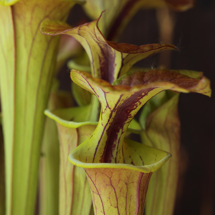 Sarracenia flava var cuprea (copper top)