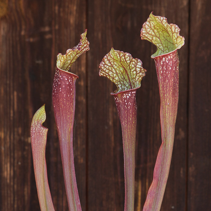 Sarracenia 'Ladies in Waiting'