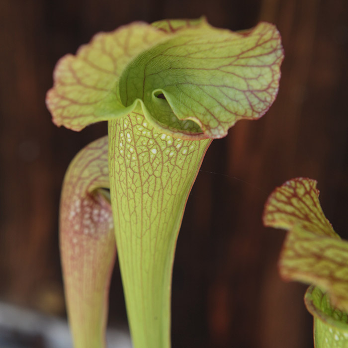 Sarracenia 'Mardis Gras'