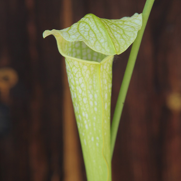 Sarracenia x excellens yellow flowered form