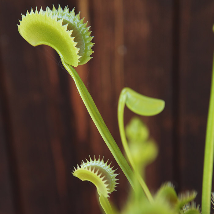 Venus Flytrap 'Sharks Tooth'