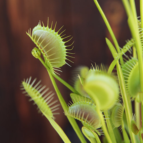 Venus Flytrap 'Spider'