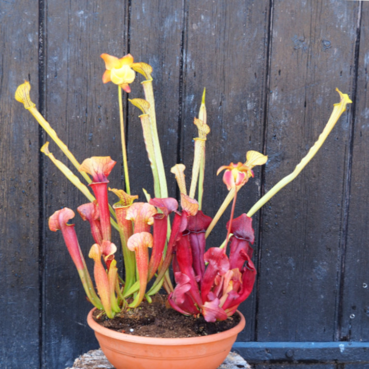 Sarracenia Collection Standard size (3 plants) in bowl