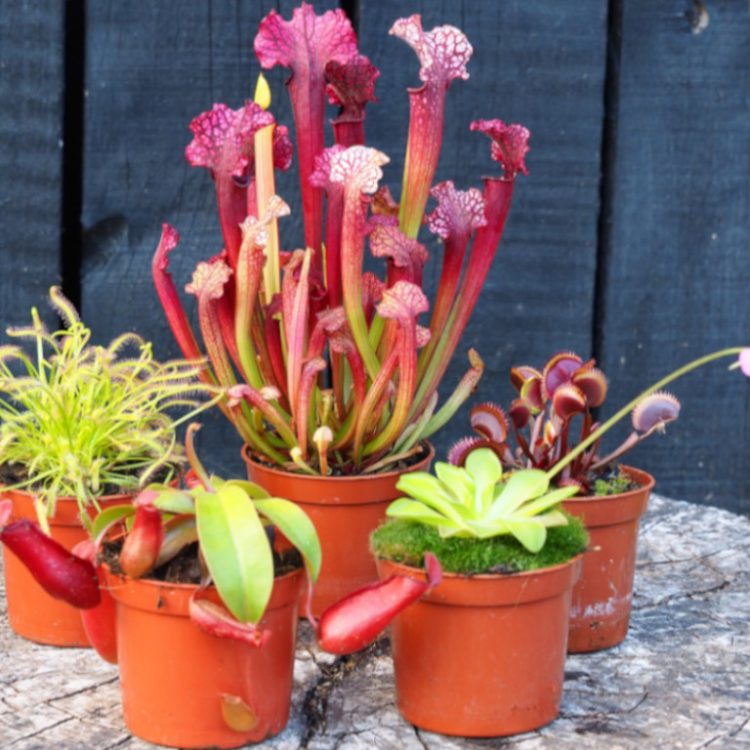 Mixed Carnivorous Plant Collection (5 plants)
