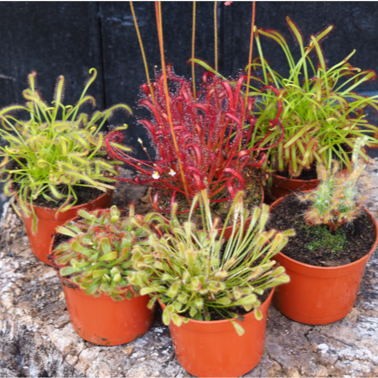 Sundew Complete Collection (6 plants)