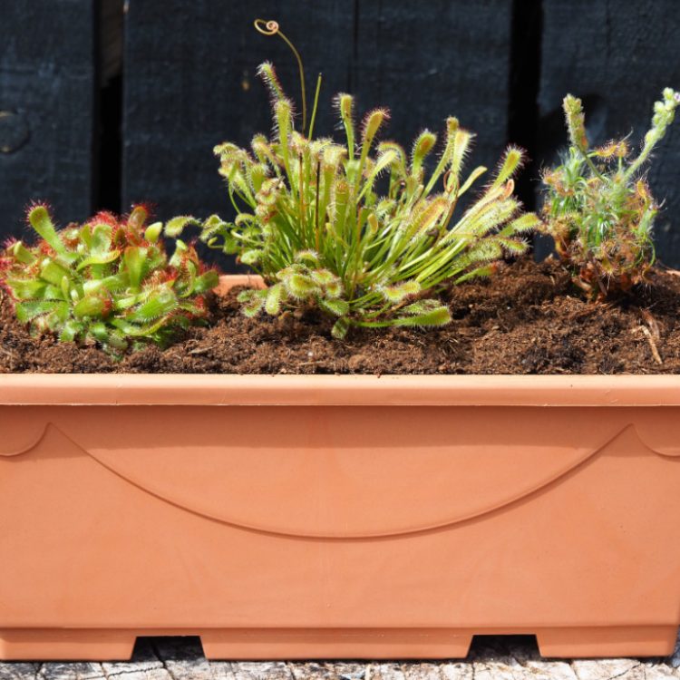 Sundew *Special* Collection in trough