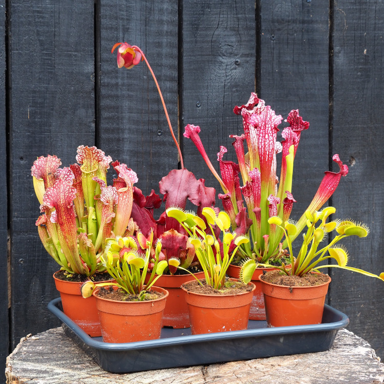 Venus Flytrap & Sarracenia Collection XL (6 plants)