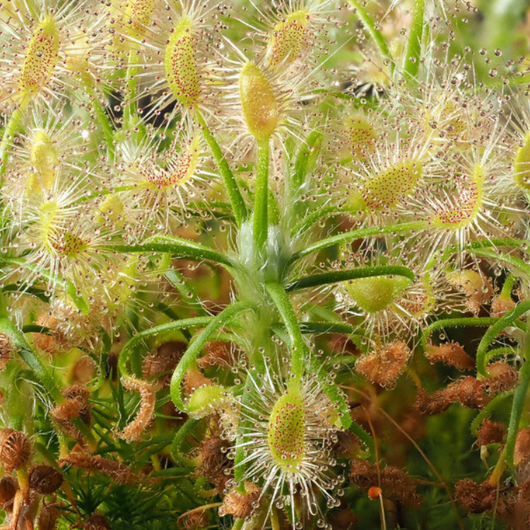 Drosera scorpioides