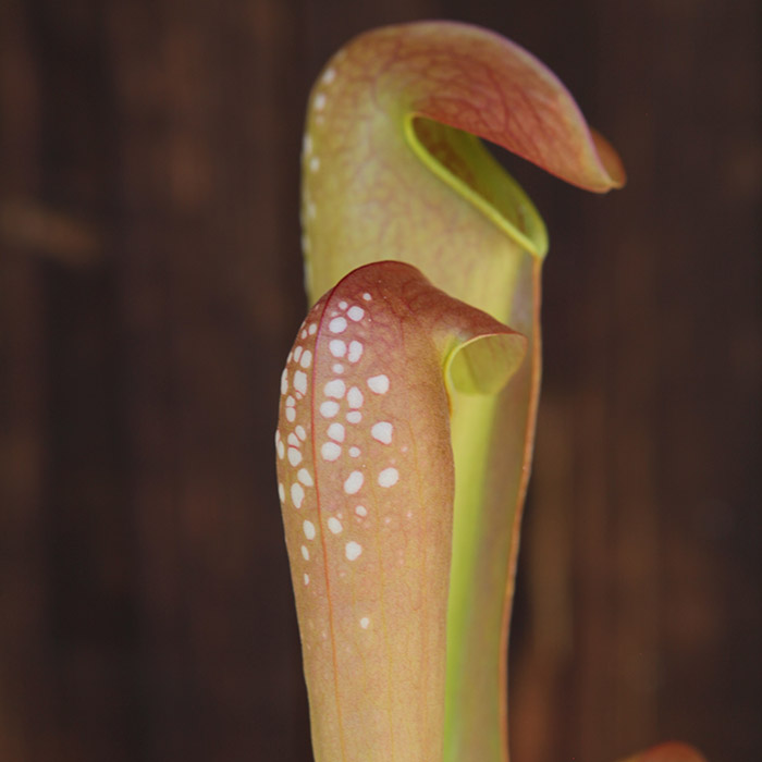 Sarracenia minor 'Okefenokee Giant'