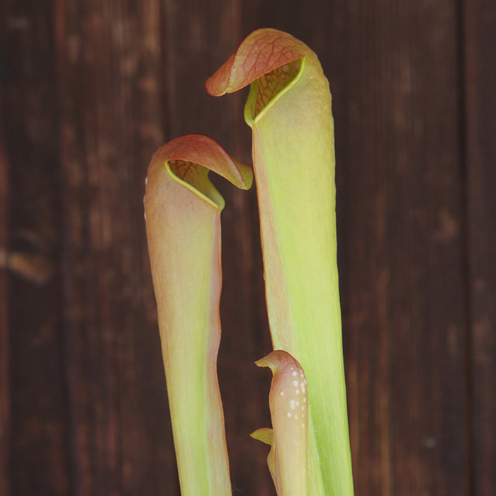 Sarracenia minor 'Okefenokee Giant'