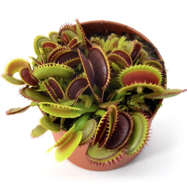 Venus Flytrap 'Big Dracula'