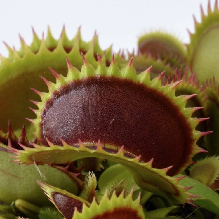 Venus Flytrap 'Big Dracula'