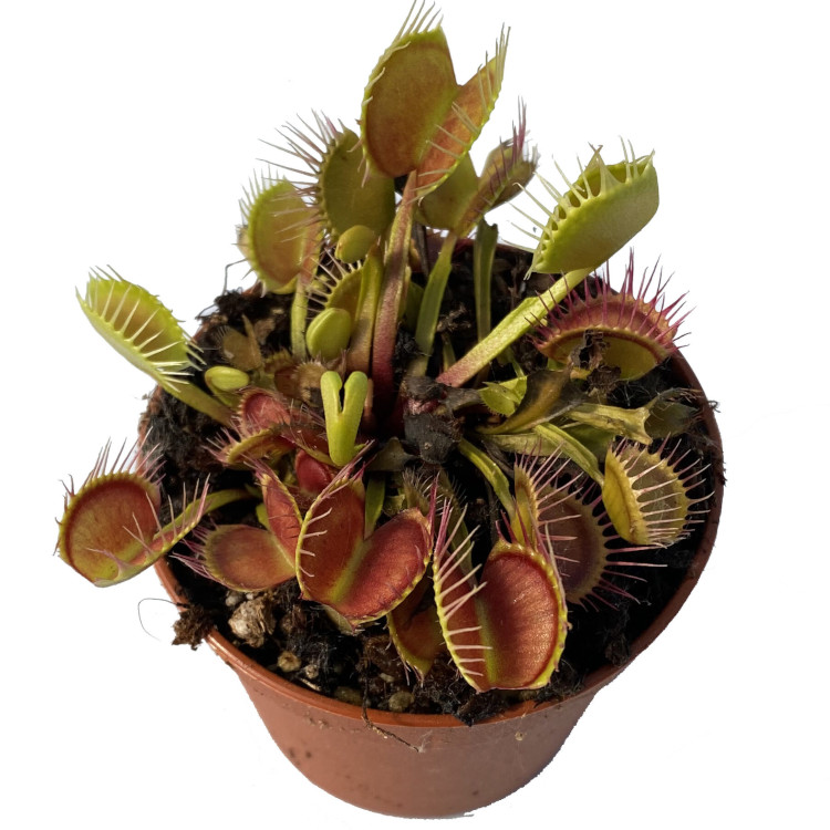 Venus Flytrap 'Crossed Teeth'