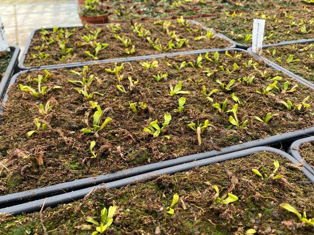 Growing and Sowing Carnivorous Plants