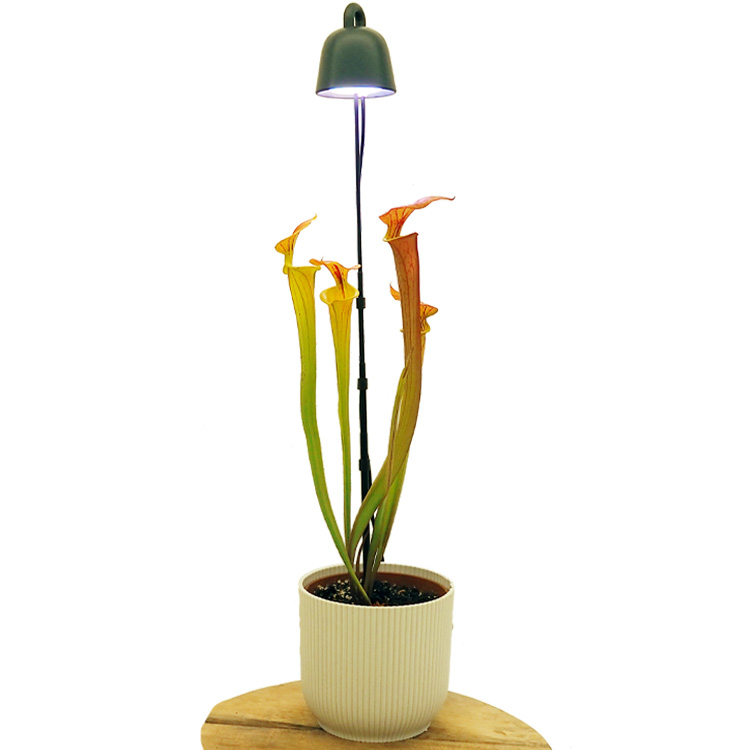 Leaf light Care - Sarracenia