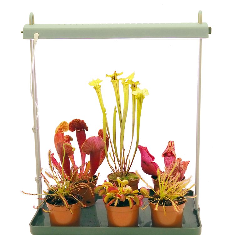 Light Garden Leaf Green - Carnivorous Plant Collection