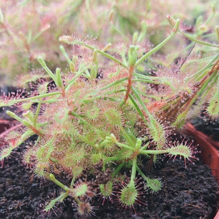 Drosera madagascariensis