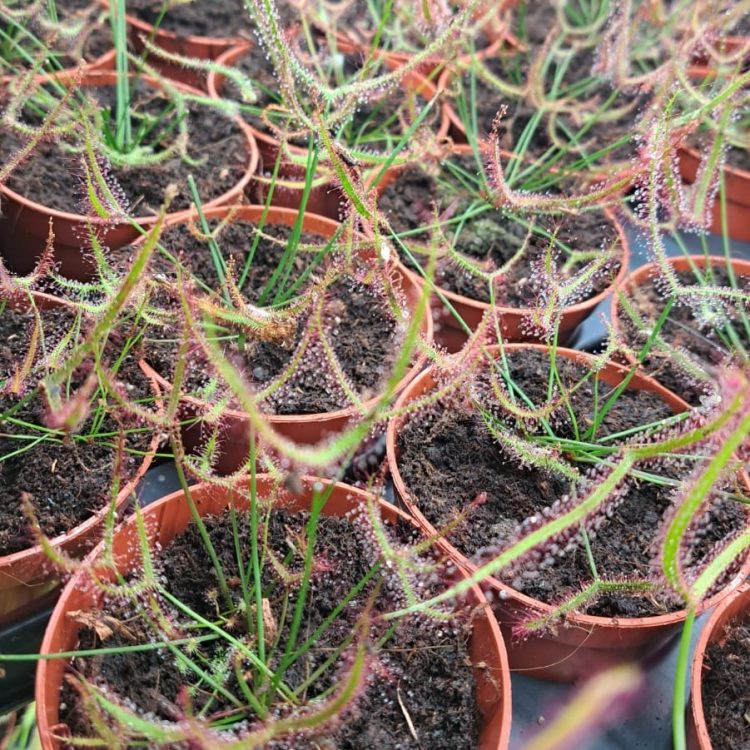 Drosera binata - fork leaved sundew