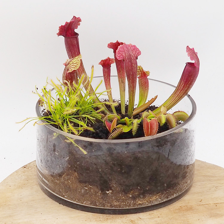 Mixed Carnivorous Plant Terrarium Kit - Cylinder Low