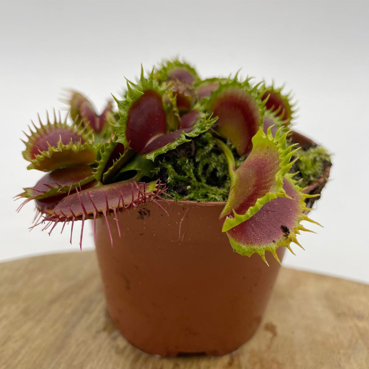 Venus Flytrap 'Zipp'