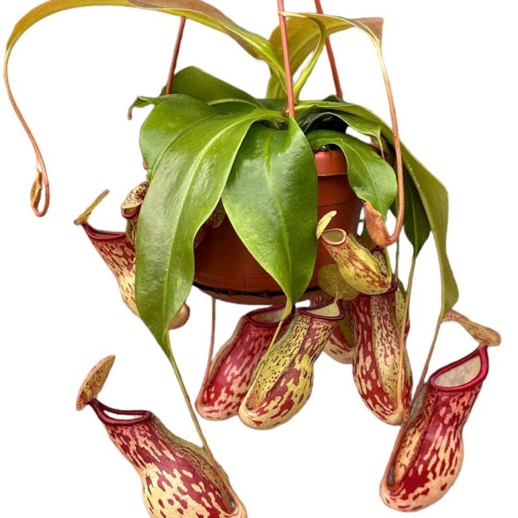 Nepenthes 'Gaya' - Hanging Basket Potsize 14 cm.