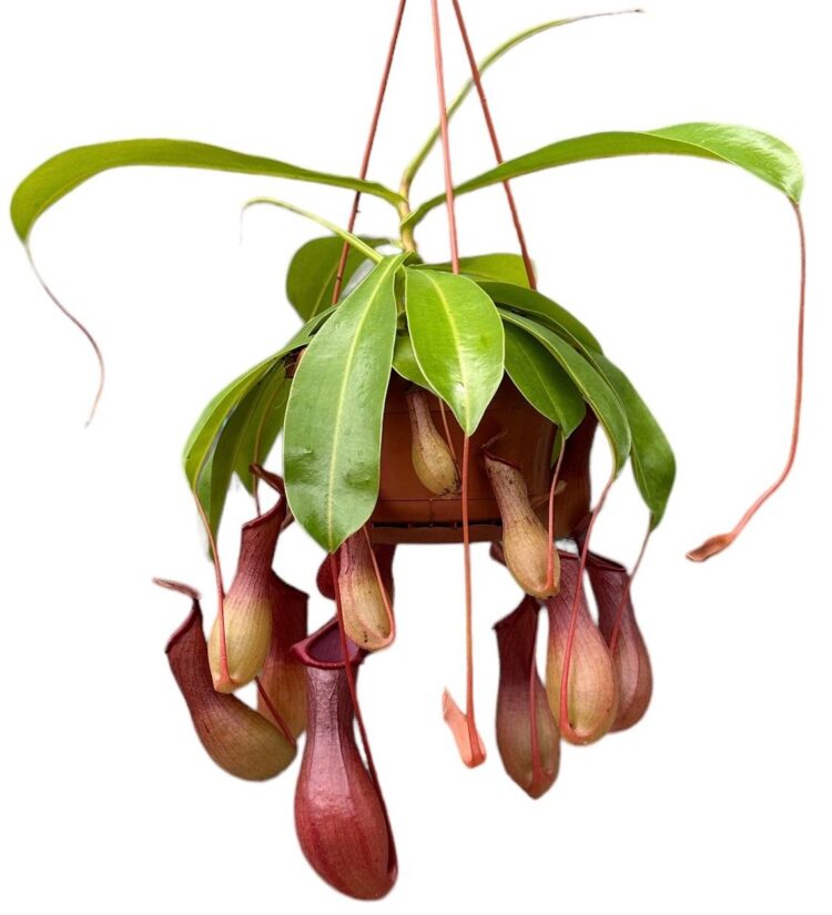 Nepenthes x ventrata - Hanging Basket Potsize 14 cm.