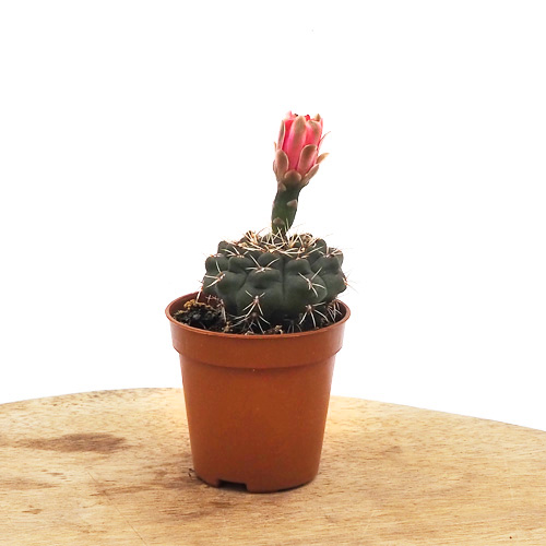 Gymnocalycium Baldianum (With Flower)